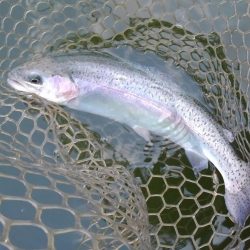 大安トラウトレイク 釣果